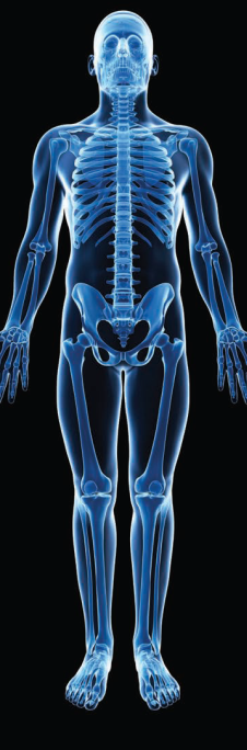 MRI full body scan image MRI full body scan image